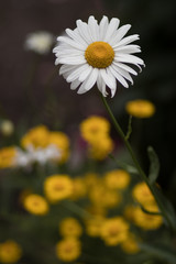 Closeup of an isolated daisy in spring, yellow flowers in the background