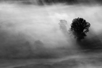 trees in the fog - black and white photo - 194608358
