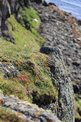 The rocks and lichen of Iceland