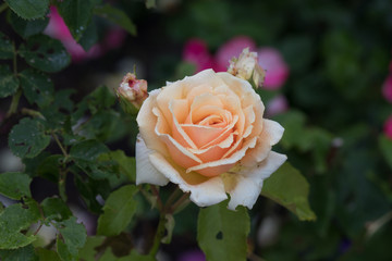 Closeup of an isolated orange rose with raindrops on its petals, taken in spring