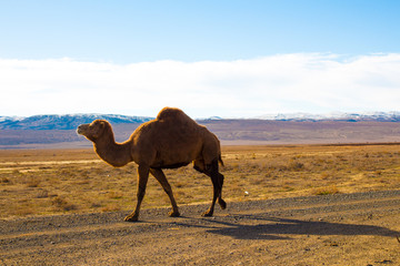 Camel in the Steppe and Mountains