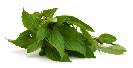 An isolated herbal basil on white