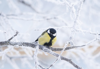Naklejka premium curious little bird the blue tit sitting among the tree branches covered with cold snow flakes and crystals of frost in the bright white winter Park