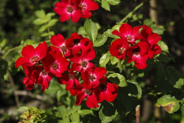 Rote Rosen