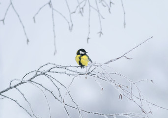 cute little bird tit sitting on a branch covered with cold snow flakes and frost crystals in a bright white winter garden