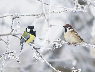 two funny curious little bird tit and Sparrow sit among the branches covered with cold snow flakes and frost crystals in a bright white winter Park