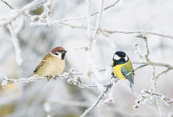 Naklejka premium pair of funny curious little bird tit and Sparrow sit among the branches covered with cold snow flakes and frost crystals in a bright white winter Park