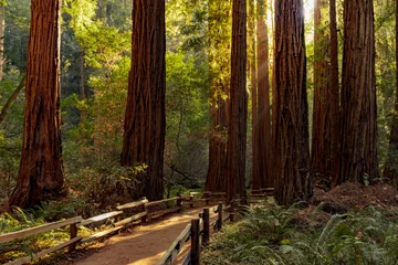 Foto op Plexiglas Trail door sequoia& 39 s in Muir Woods National Monument in de buurt van San Francisco, Californië, VS © Mariusz Blach