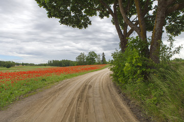 Fototapeta na wymiar Way near blossoming red field