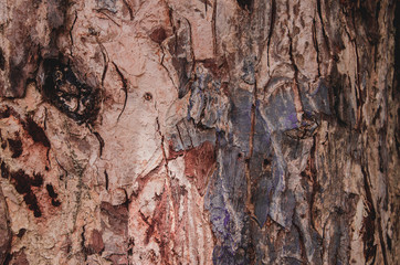 Claw Bark natural summer travel tree view wildlife, wood closeup