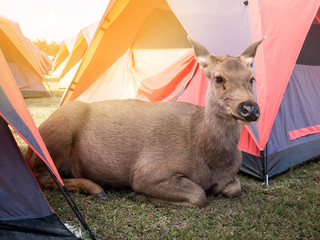 Big brown friendly deer.Lying near the tent.Of tourists.In Phu Kradueng National Park, Loei..Thailand.To find food from people nearby. © thatkasem14