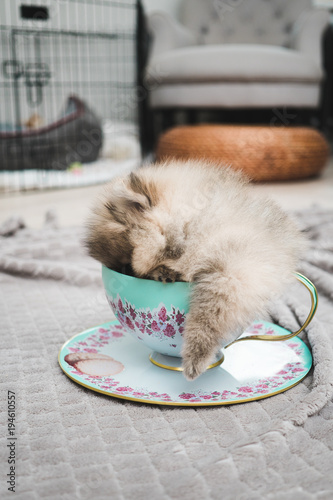 Pomeranian teacup puppy
