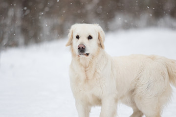 golden retriever dog in winter park
