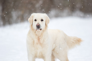 golden retriever dog in winter park