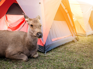 Big brown friendly deer.Lying near the tent.Of tourists.In Phu Kradueng National Park, Loei..Thailand.To find food from people nearby. © thatkasem14