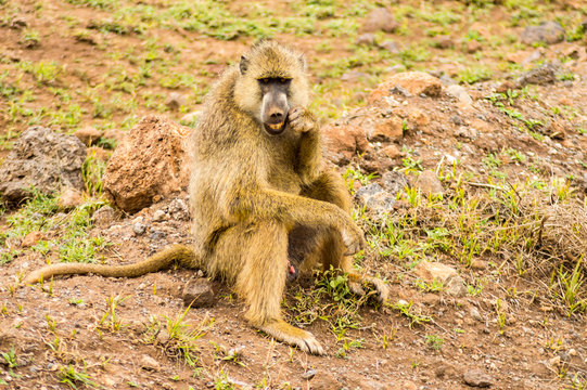 Baboon sitting on a stone cleaning his teeth in the savannah amboseli park in K enya