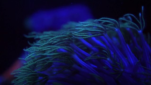 swaying polyp coral inside blue light aquarium tank at night