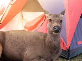 Big brown friendly deer.Lying near the tent.Of tourists.In Phu Kradueng National Park, Loei..Thailand.To find food from people nearby. © thatkasem14