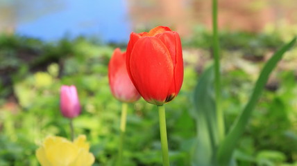 Tulips