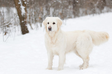 golden retriever dog in winter park