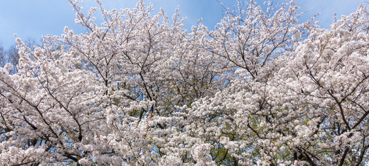 満開の桜の花