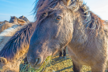Feral horses in a field in sunlight in winter