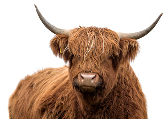Scottish highland cattle - obrazy, fototapety, plakaty
