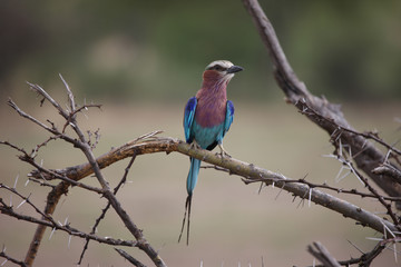Wild African Bird  in African Botswana savannah