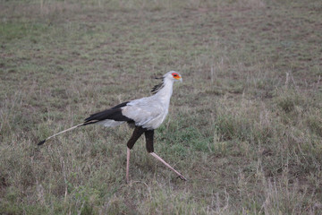 Wild African Bird  in African Botswana savannah