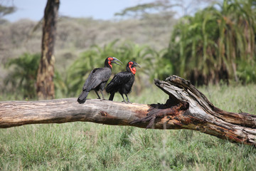 Wild African Bird  in African Botswana savannah