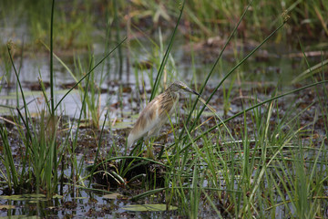 Wild African Bird  in African Botswana savannah