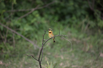 Wild African Bird  in African Botswana savannah