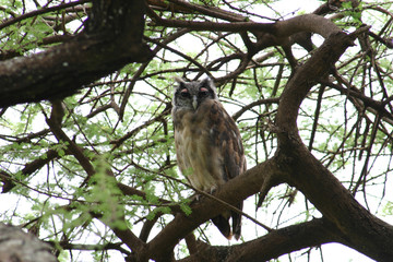 Wild African Bird  in African Botswana savannah