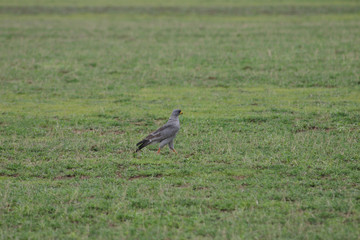 Wild African Bird  in African Botswana savannah