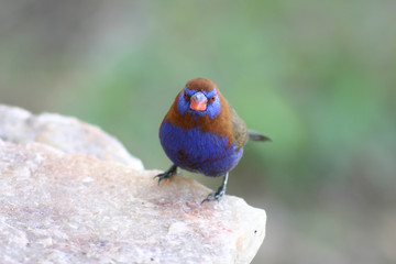 Wild African Bird  in African Botswana savannah
