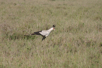 Wild African Bird  in African Botswana savannah