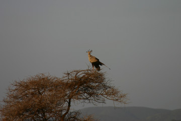 Wild African Bird  in African Botswana savannah