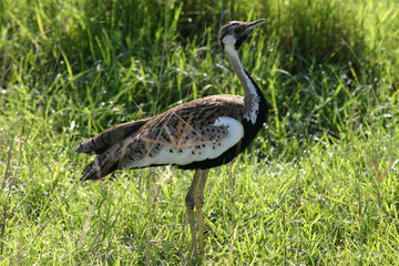 Wild African Bird  in African Botswana savannah