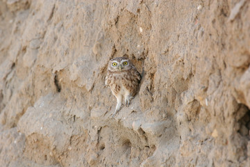 Wild African Bird  in African Botswana savannah