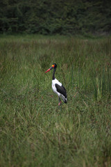 Wild African Bird  in African Botswana savannah