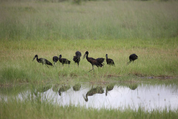 Wild African Bird  in African Botswana savannah