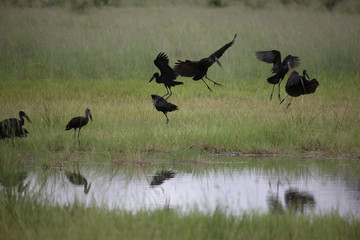 Wild African Bird  in African Botswana savannah
