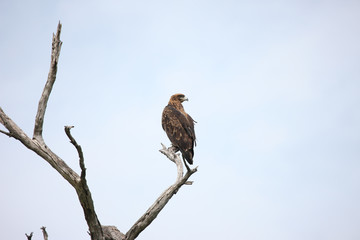 Wild African Bird  in African Botswana savannah