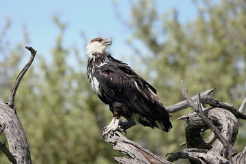 Wild African Bird  in African Botswana savannah