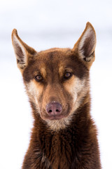 Wolf dog sitting in snow