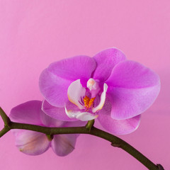 Phalaenopsis orchid flower on a branch with unbroken buds close-up with copy space on a pink background, concept of spring and holiday