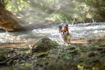 the dog runs on the water