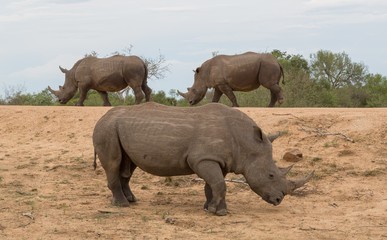 Fototapeta premium Nashorn