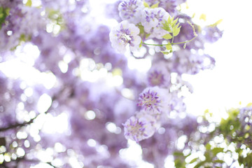 Close up of blooming wisteria flowers. Selective focus