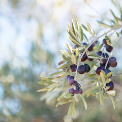 Olive trees garden, mediterranean olive field ready for harvest. Spanish olive grove, branch detail. Raw ripe fresh olives.